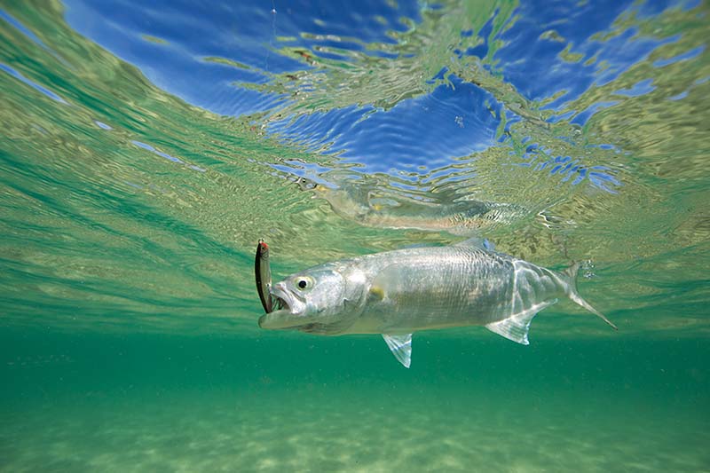 Tailor Underwater Shot