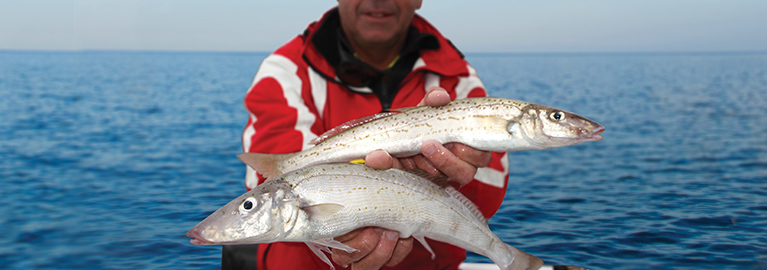 Catch and Cook: King George whiting - Fishing World Australia