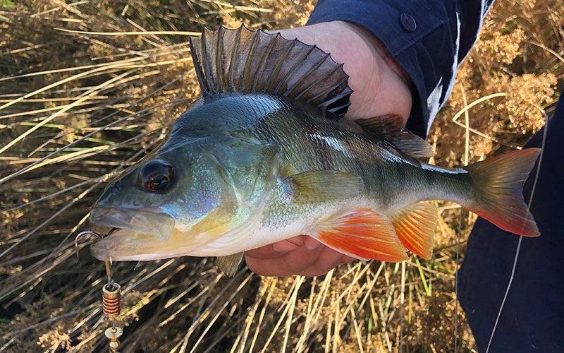 How to catch Redfin Perch - Be A BCFing Expert